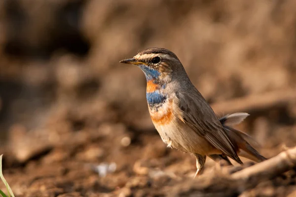 Male bluethroat — Stock Photo, Image