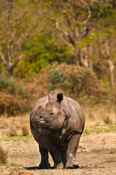 Rinoceronte immagine verticale — Foto Stock