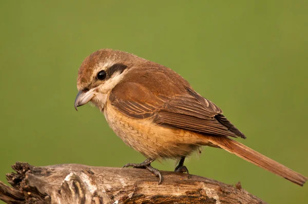 Female brown shrike — Stock Photo, Image