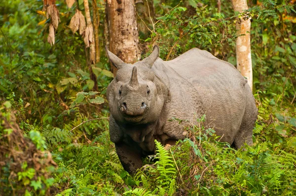 Rhino nella foresta — Foto Stock