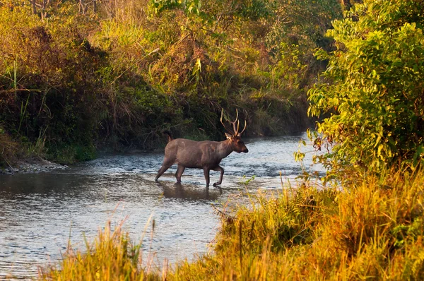 Männliche Sambar-Hirsch — Stockfoto