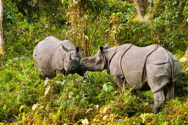 Rhino fighting — Stock Photo, Image