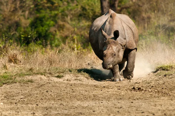 Rhino charging — Stock Photo, Image