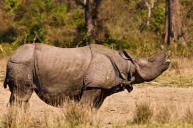 Rhino mating call clipart