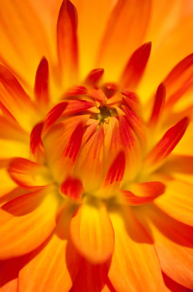 Střed květu — Stock fotografie