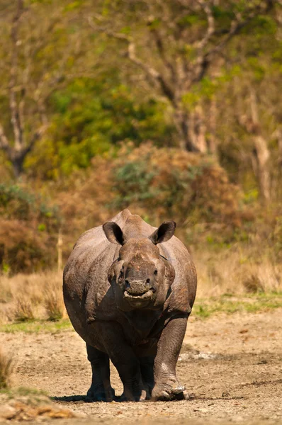Immagine verticale di Rhino — Foto Stock