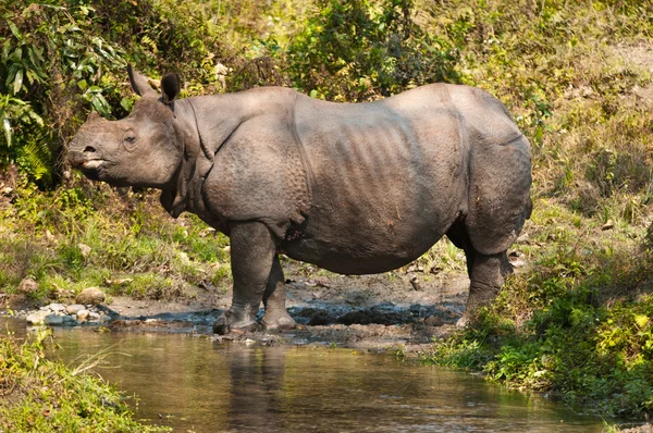 Rhino vicino a un torrente — Foto Stock