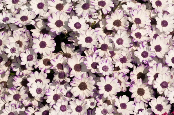 Bílá jarní květiny pozadí — Stock fotografie
