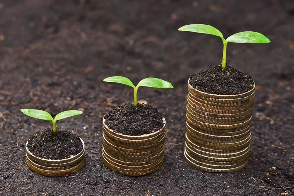 Tress wächst auf Münzen — Stockfoto