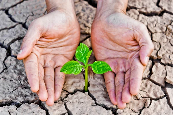 Hands holding tree growing on cracked earth — Stock Photo, Image
