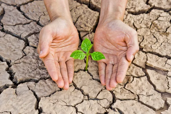 kırık dünya üzerinde büyüyen ağaç tutan eller
