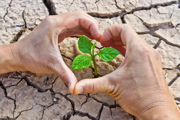 Albero che cresce su terra incrinata — Foto Stock