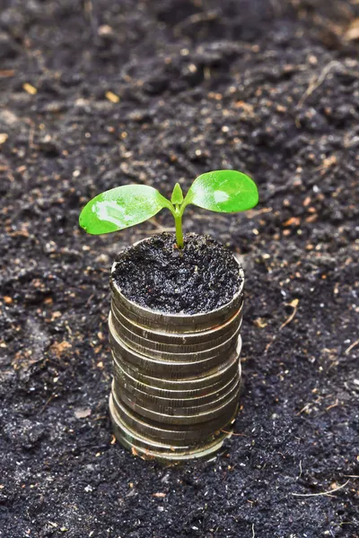 Tress wächst auf Münzen — Stockfoto