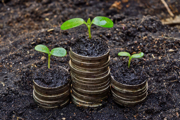 Tress growing on coins