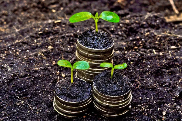 Tress creciendo en monedas —  Fotos de Stock