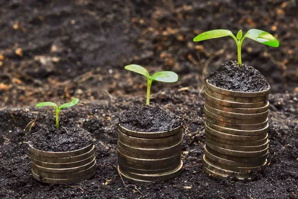 Tress wächst auf Münzen — Stockfoto