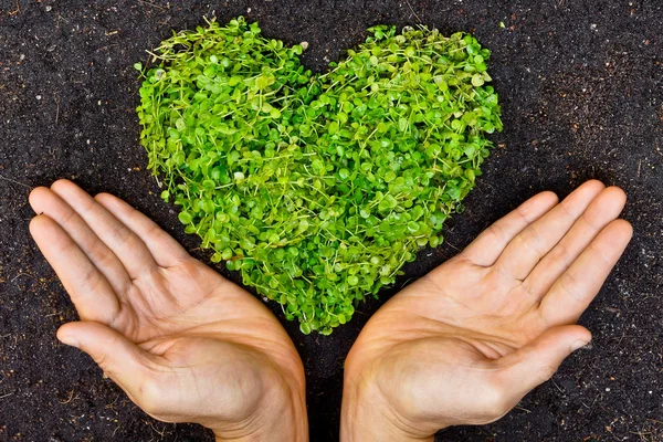 Mani che tengono albero a forma di cuore verde — Foto Stock