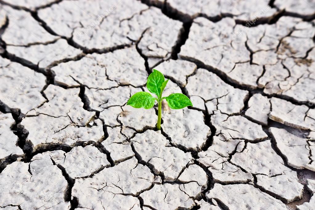 Tree growing on cracked earth