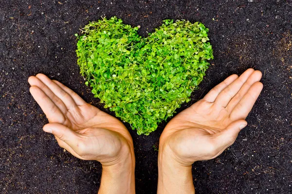 Manos sosteniendo el árbol verde en forma de corazón — Foto de Stock