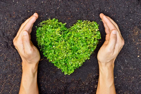 Mani che tengono albero a forma di cuore verde — Foto Stock