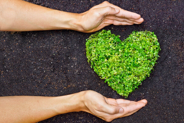 Руки держат зеленое дерево в форме сердца
