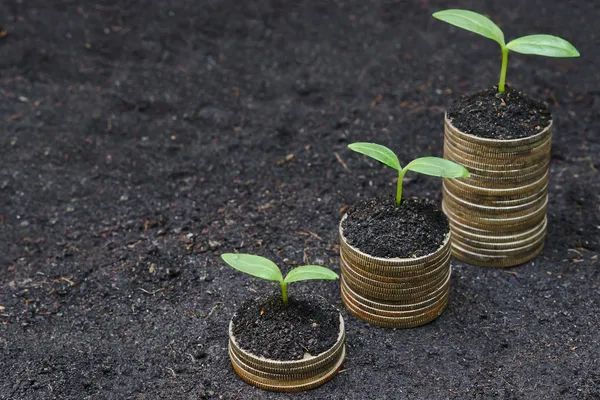 Tress creciendo en monedas — Foto de Stock