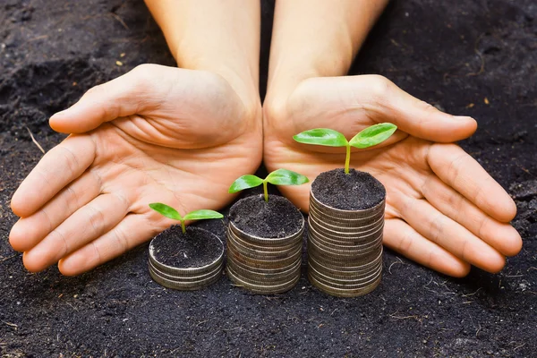 Hands holding tress growing on coins — Stock Photo, Image