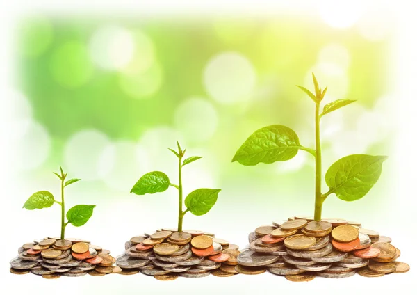 Tress growing on coins — Stock Photo, Image