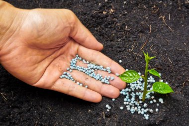 A hand giving fertilizer to a young plant - planting tree clipart