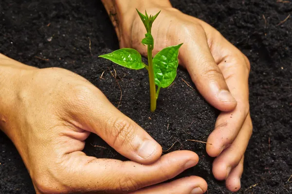 Zwei Hände, die einen jungen grünen Baum halten und pflegen — Stockfoto