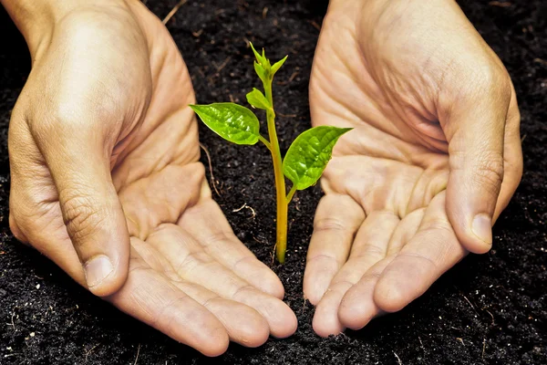 Twee handen te houden en de zorg van een jonge groene boom — Stockfoto