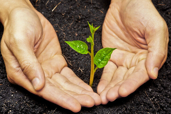 Две руки держат и заботятся о молодом зеленом дереве
