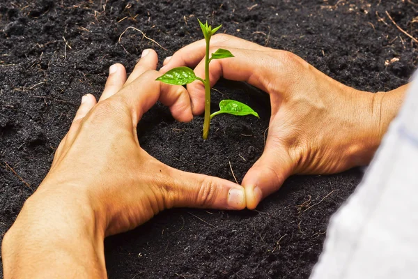 Duas mãos formando uma forma de coração em torno de uma planta verde jovem - plantando árvore — Fotografia de Stock