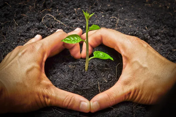 Två händer bildar ett hjärta form runt en ung grön växt - plantera träd — Stockfoto