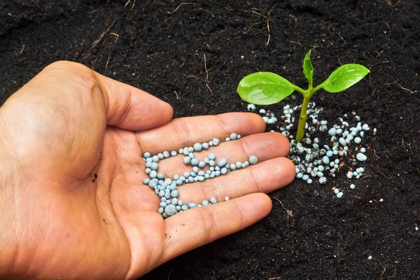 La mano que da el abono a la planta joven - la plantación del árbol — Foto de Stock