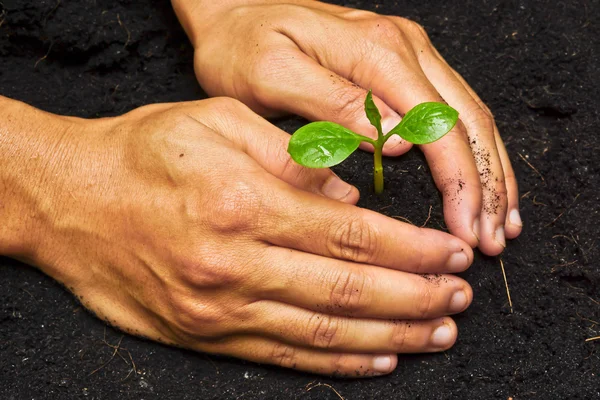 Twee handen te houden en de zorg van een jonge groene boom — Stockfoto