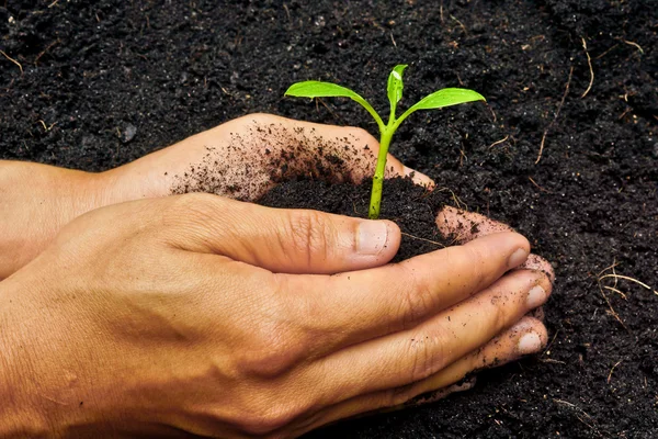 Due mani che tengono e si prendono cura di un giovane albero verde — Foto Stock