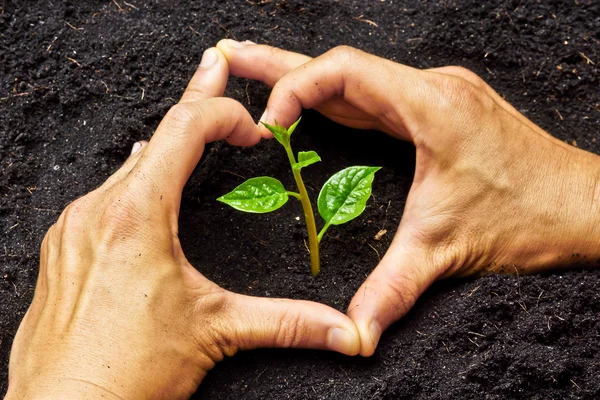 Två händer bildar ett hjärta form runt en ung grön växt - plantera träd — Stockfoto