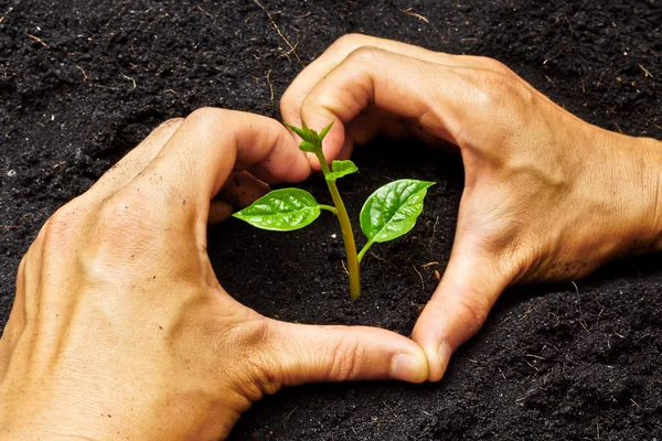 Dos manos formando una forma de corazón alrededor de una planta verde joven - plantación de árboles — Foto de Stock