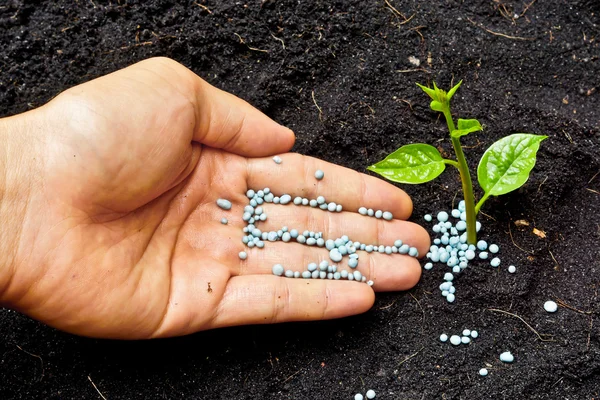 A hand giving fertilizer to a young plant - planting tree — Stock Photo, Image