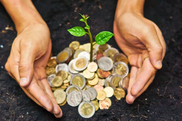 Händer som håller träden växer på mynt — Stockfoto