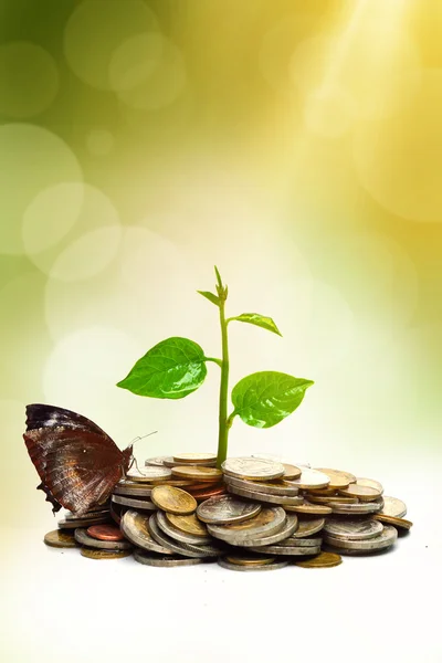 Tree growing on coins with a butter fly — Stock Photo, Image