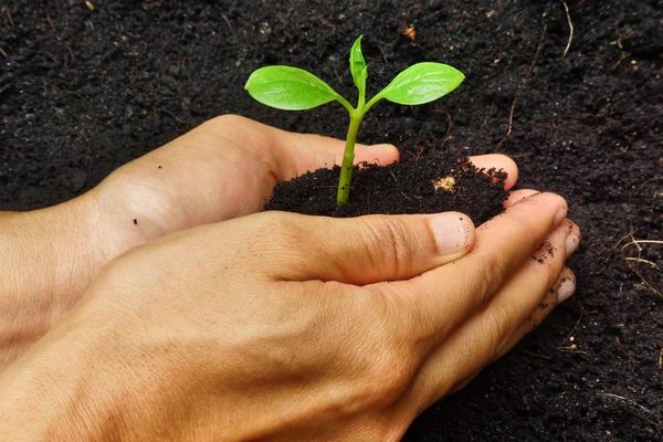 Twee handen die een jonge groene plant vasthouden en verzorgen — Stockfoto