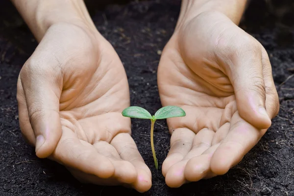 Due mani che tengono e si prendono cura di una giovane pianta verde — Foto Stock