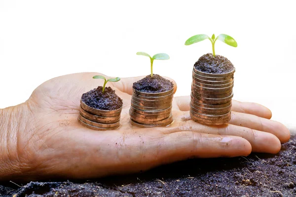 Hands holding tress growing on coins — Stock Photo, Image