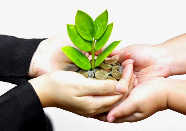 Tree growing on coins — Stock Photo, Image