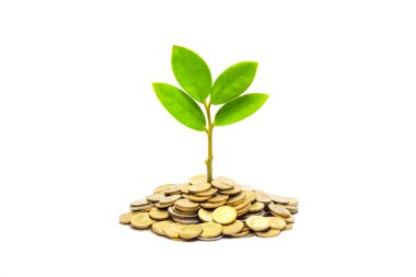 tress sikkeleri üzerinde büyüyen