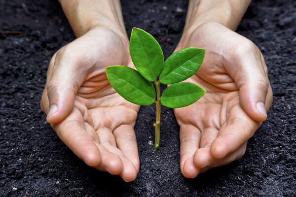 Two hands growing a young green plant