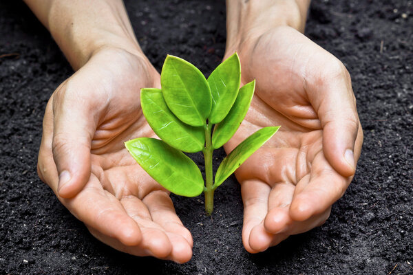 Две руки, растущие молодые зеленые растения
