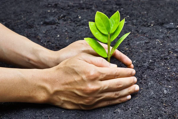 Twee handen groeien van een jonge, groene plant — Stockfoto